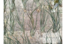 Tillandsia Durrell (limbata x bulbosa)