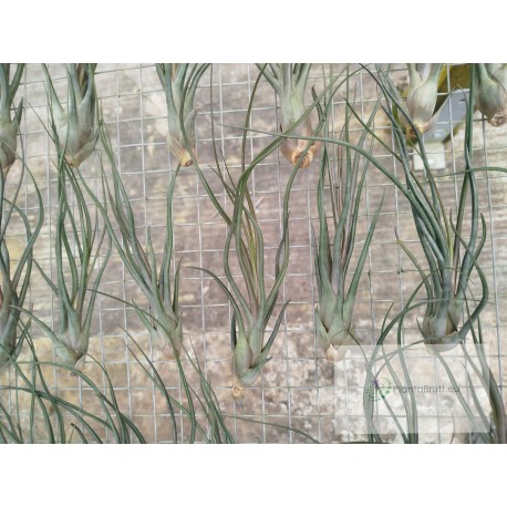 Tillandsia Durrell
