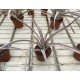 Tillandsia Super Steve