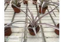 Tillandsia Super Steve