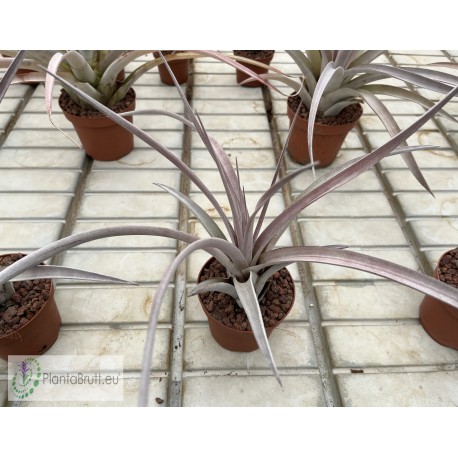Tillandsia Super Steve