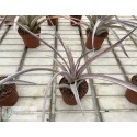 Tillandsia Super Steve