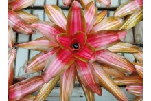 Neoregelia Vulcana