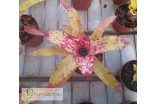 Neoregelia Gold Fever Hybrid