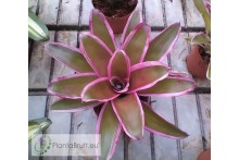 Neoregelia Franca