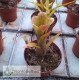 Neoregelia lilliputeana x wilsoniana