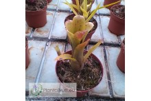 Neoregelia lilliputeana x wilsoniana