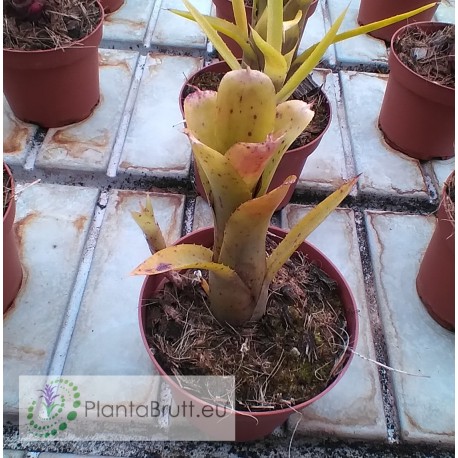 Neoregelia lilliputeana x wilsoniana