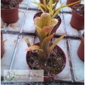 Neoregelia lilliputeana x wilsoniana