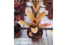 Neoregelia Aunt Sally's x Freckless