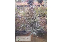 Tillandsia bergeri XXL