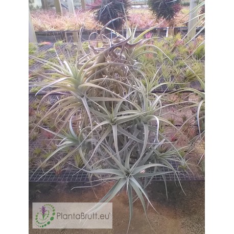 Tillandsia bergeri XXL