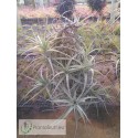 Tillandsia bergeri XXL
