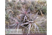Tillandsia aeranthos 'Giant' clumb