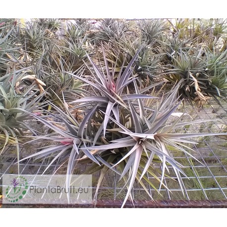 Tillandsia aeranthos 'Giant' clumb