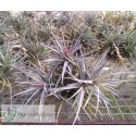 Tillandsia aeranthos 'Giant' clumb