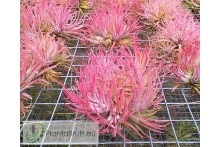 Tillandsia ionantha Huamelula clumb