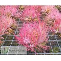 Tillandsia ionantha Huamelula clumb