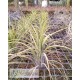 Tillandsia Ooh my Goodness
