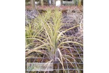 Tillandsia Ooh my Goodness