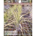 Tillandsia Ooh my Goodness