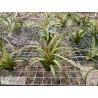 Tillandsia exserta