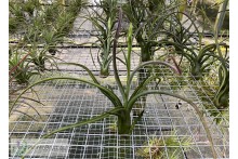 Tillandsia Pruinariza (ariza-juliae × pruinosa)