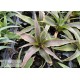 Ananas comosus