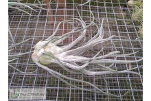 Tillandsia Ty (ehlersiana x bulbosa) L
