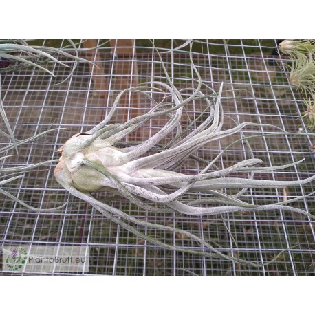 Tillandsia Ty (ehlersiana x bulbosa) L