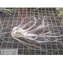 Tillandsia Ty (ehlersiana x bulbosa) L