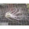 Tillandsia Ty (ehlersiana x bulbosa) L