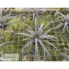 Tillandsia Hedi Gulz (exserta x streptophylla)
