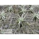Tillandsia Ed Doherty (aeranthos x leonamiana)