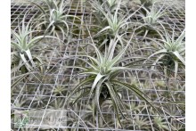 Tillandsia Ed Doherty (aeranthos x leonamiana)