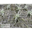 Tillandsia Ed Doherty (aeranthos x leonamiana)