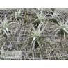 Tillandsia Ed Doherty (aeranthos x leonamiana)