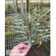 Tillandsia concolor x intermedia