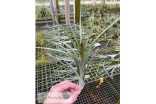 Tillandsia concolor x intermedia