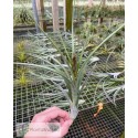 Tillandsia concolor x intermedia