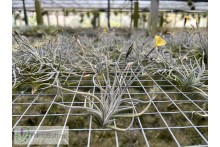 Tillandsia crocata x bandensis