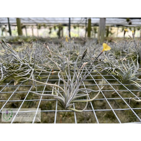 Tillandsia crocata x bandensis