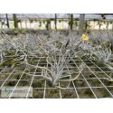 Tillandsia crocata x bandensis