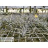 Tillandsia crocata x bandensis
