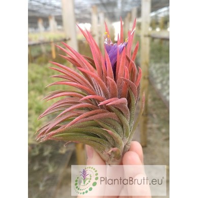 Tillandsia Ty (ehlersiana x bulbosa) M Precio | Comprar online