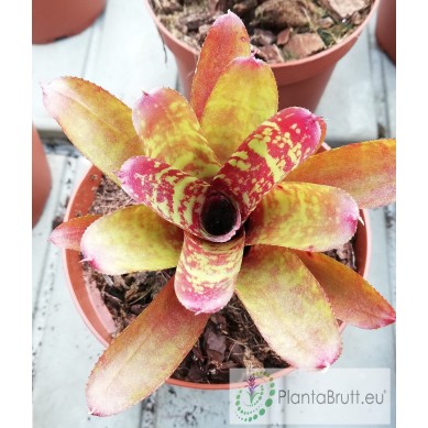 Billbergia Kolan Shark Bite | Billbergia - Buy Online
