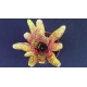 Neoregelia Betty Head
