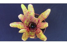 Neoregelia Betty Head