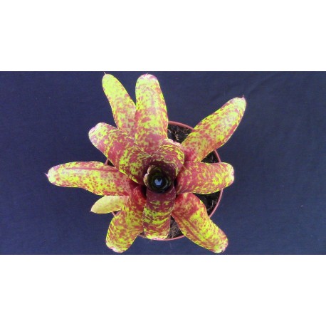 Neoregelia Betty Head