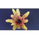 Neoregelia Betty Head